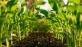 Corn plants