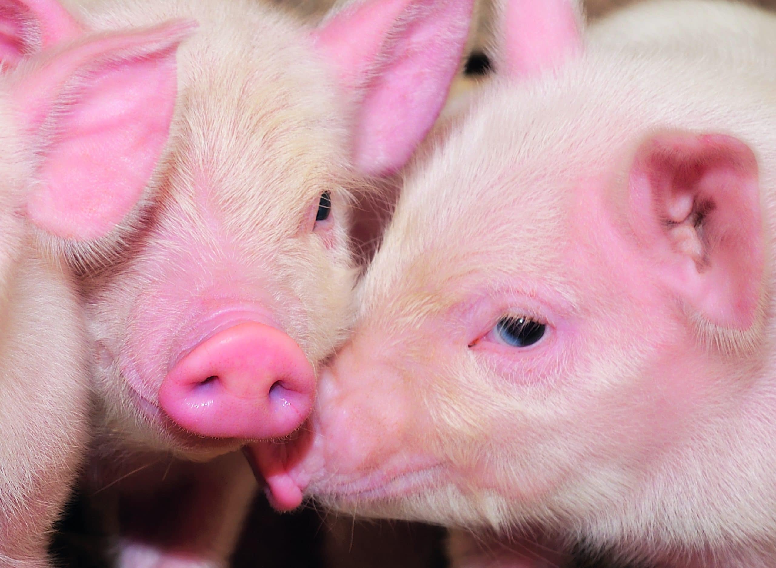 Proven Strategies: Get The *Comprehensive Guide To Mature Male Swine Insights And Informationfor Success. - 3c3gu2q