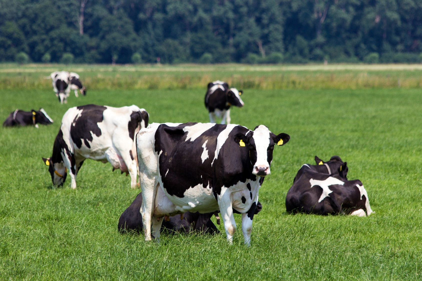 Rebhun’s Diseases of Dairy Cattle Rebhun's Diseases of Dairy Cattle, 3rd Edition - NOBEL Kitabevi