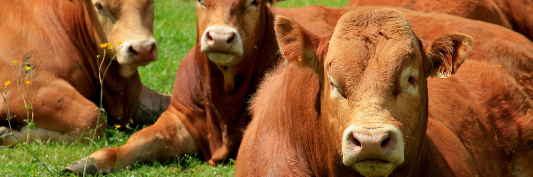 Heifer Program: Shaping The Right Future For Your Herd