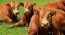 Heifer Program: Shaping The Right Future For Your Herd