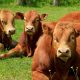 Heifer Program: Shaping The Right Future For Your Herd