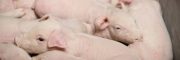 Prevent intestinal inflammation to ensure piglets performance