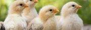 Pullet management: how to set them up for success
