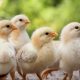 Pullet management: how to set them up for success