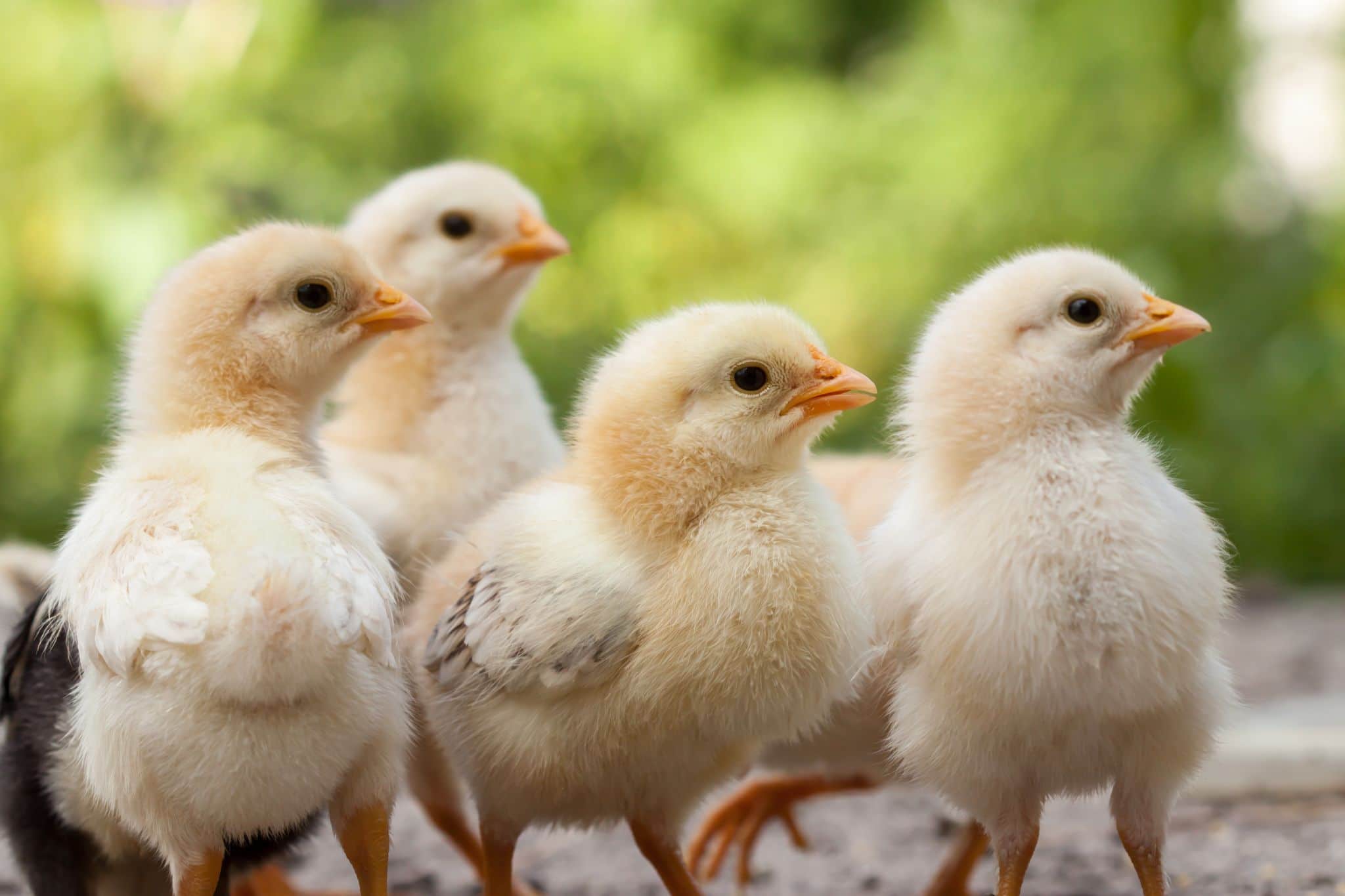How To Set Them Up For Success? Poultry ADM