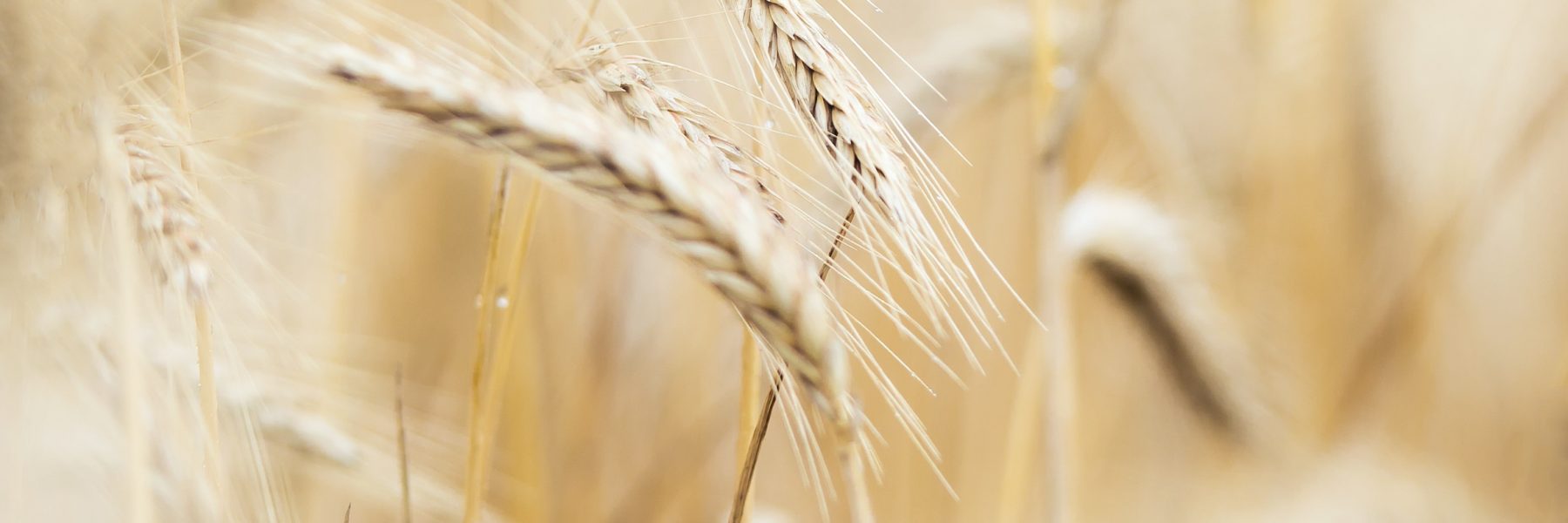 The Impact Of Climate Change On Mycotoxins