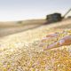 Multi-Mycotoxin Contamination, An Underestimated Risk