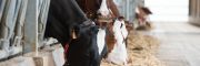 Mycotoxins: Cows are not fully protected