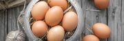 egg quality the main factors