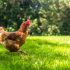 Hen or chicken running free range