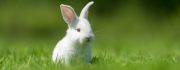 Baby white rabbit in grass