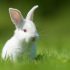 Baby white rabbit in grass