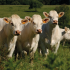 ruminant