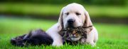 cat and dog friendship