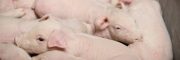 Secure your piglets environment and welfare_visual