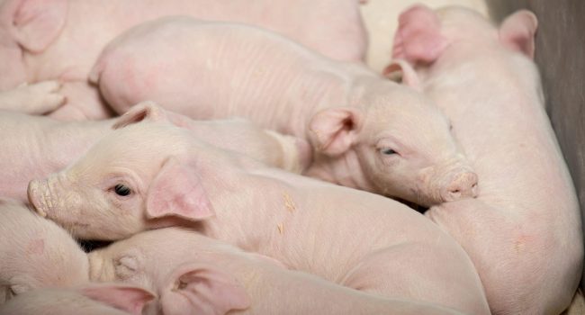 Secure your piglets environment and welfare_visual