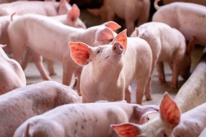 EN Piglets 1