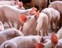 FR Piglets-AdobeStock_279167691