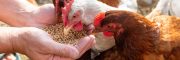 [EN] Blog Mycotoxins in poultry production