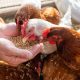 [EN] Blog Mycotoxins in poultry production