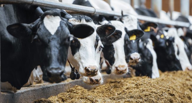 [EN] Blog - How to reduce ruminant greenhouse emissions?