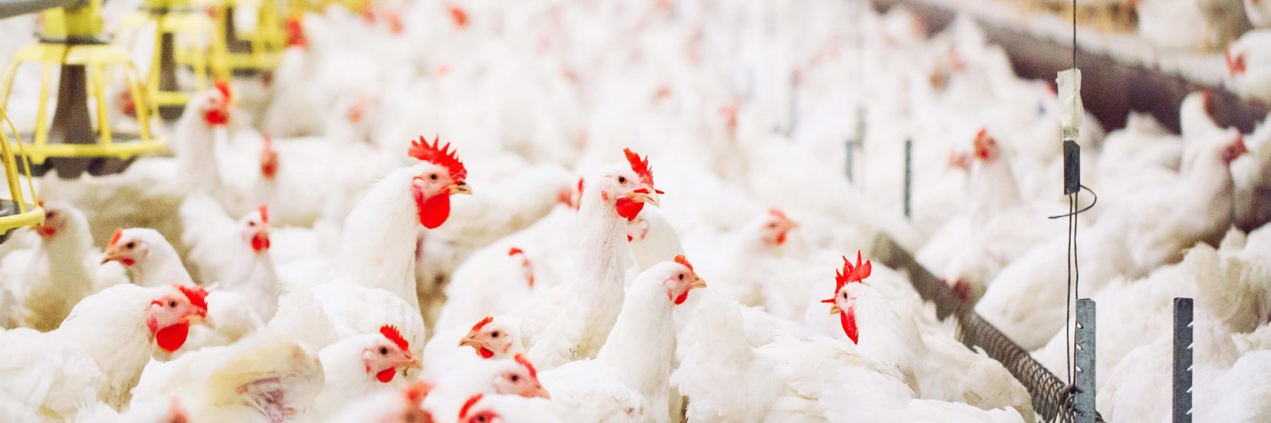 Managing the gut microbiota to optimize laying hens productivity