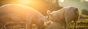 [EN] Blog Sustainability of Swine Production and the Dilemma of Feeding the World