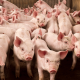 porc